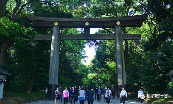 樱花旅行记全集视频,樱花季日本14天旅游攻略