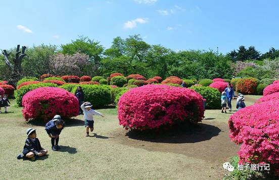 樱花旅行记全集视频,樱花季日本14天旅游攻略