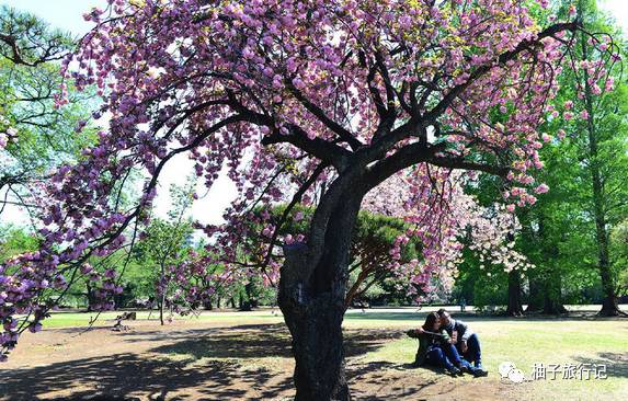 樱花旅行记全集视频,樱花季日本14天旅游攻略