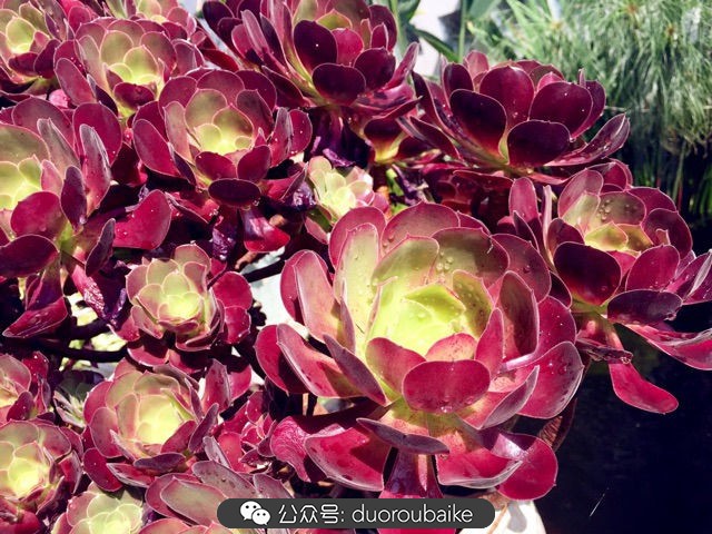 劳尔罗琦很香吗,劳尔与罗琦