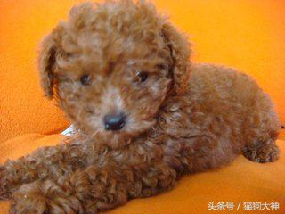 小泰迪毛色浅能变红吗,我家泰迪为什么白毛很多