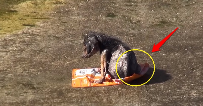 狗狗受到虐待一瘸一拐,狗狗被虐待断腿