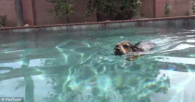 狗狗受到虐待一瘸一拐,狗狗被虐待断腿