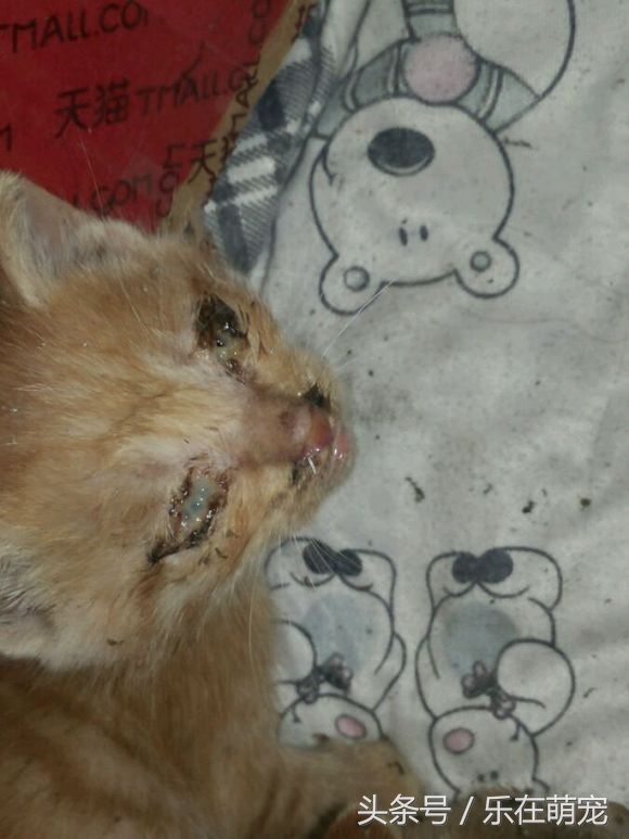 小奶猫眼睛被眼屎糊住了怎么办,流浪猫眼睛流脓被糊住完全睁不开