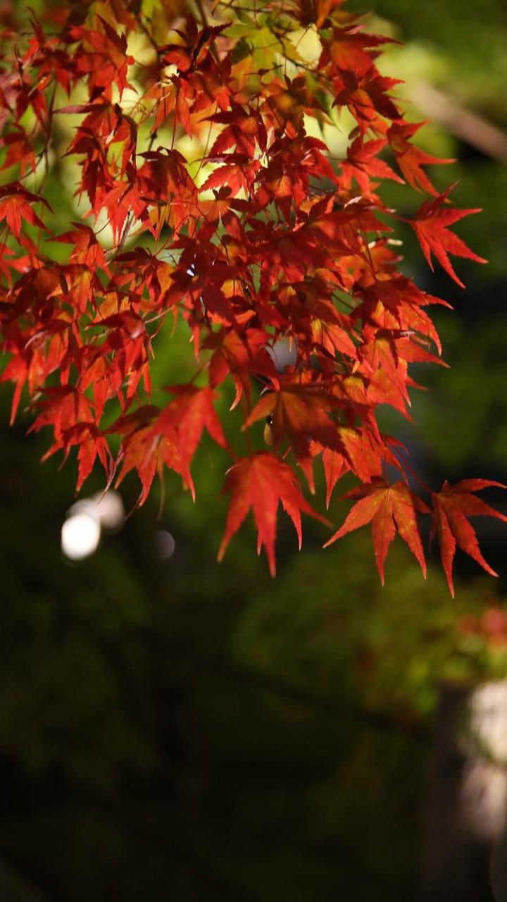 日本关西温泉圣地,日本关西房间内温泉