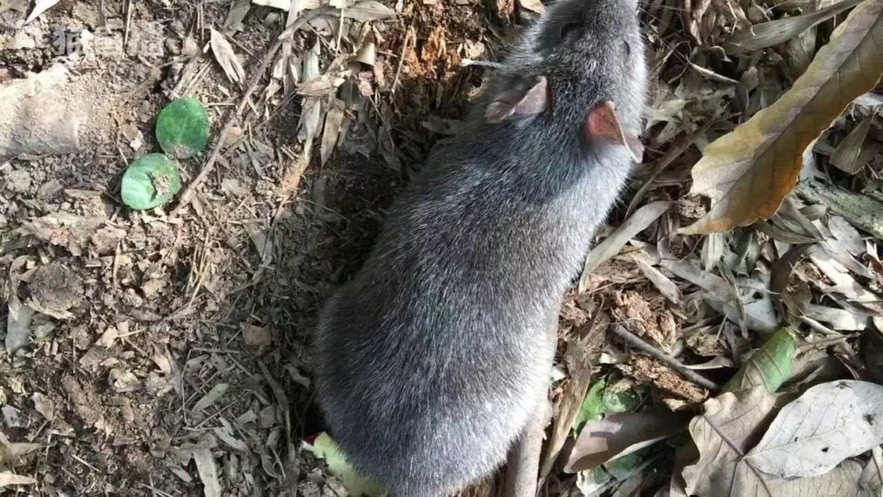 野外生存捕猎最常见的吊脚套陷阱,对付山鼠那是来一只逮一只