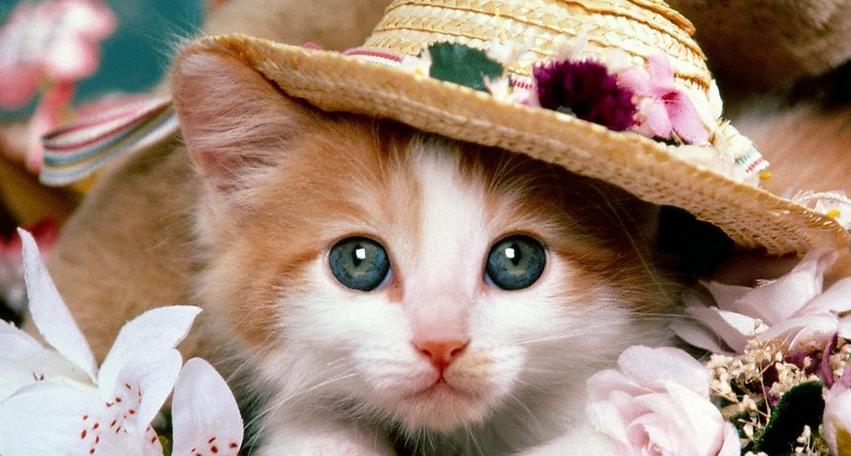 治疗耳螨的简单方法,耳螨怎么治