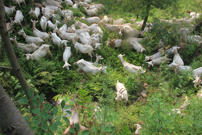 成年人怎样选奶粉才是正确的,6岁到12岁儿童怎么选奶粉