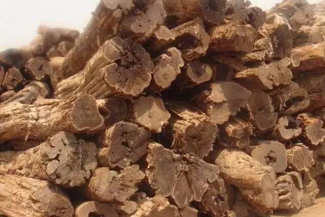 真正的紫檀树,真正的紫檀木材