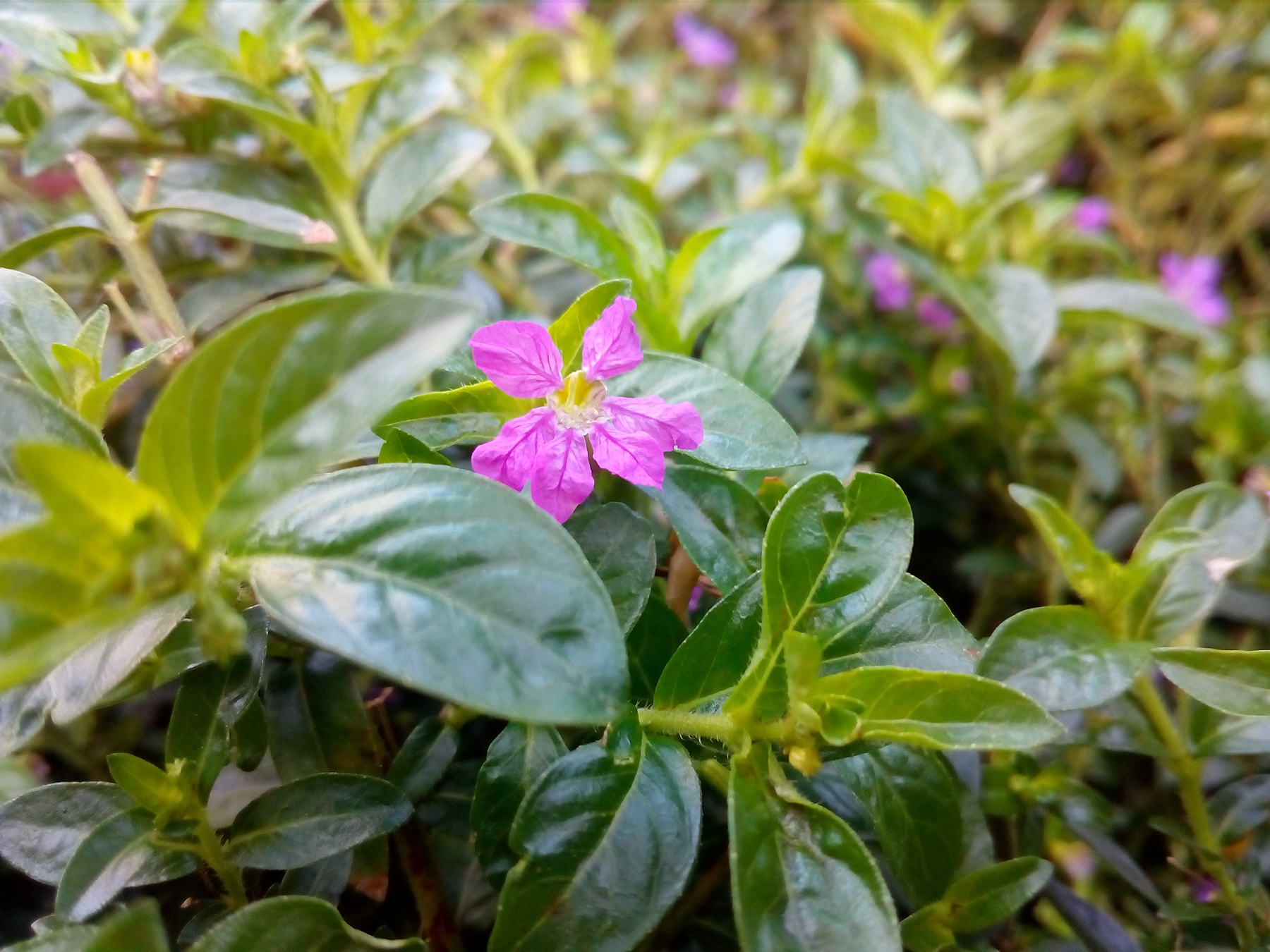 全网通+柔光自拍的荣耀畅玩5评测体验