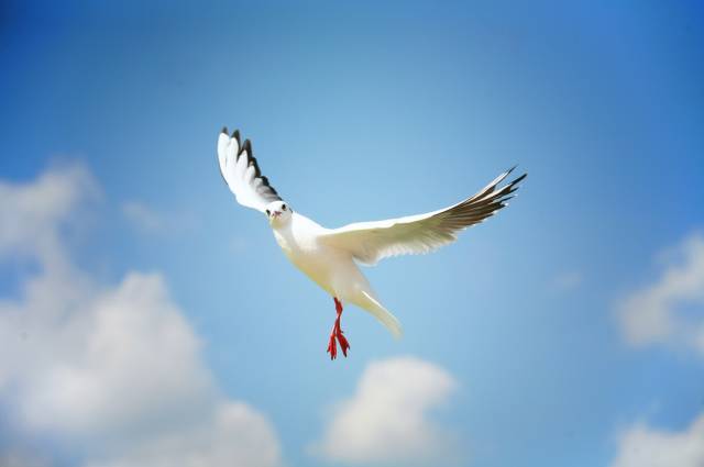 学生坐飞机有什么优惠政策吗,近期乘坐飞机有哪些新规