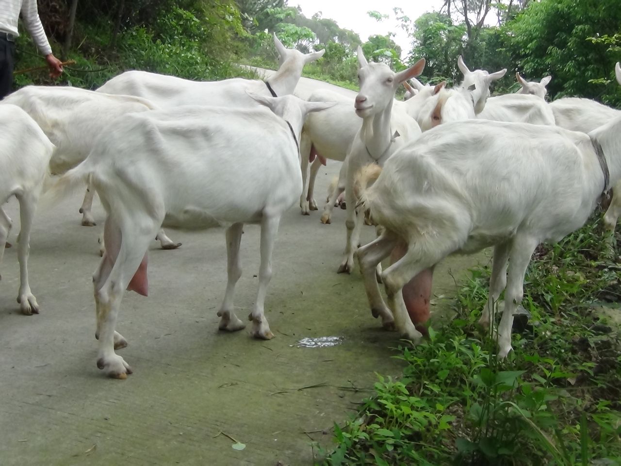 造成母羊难产的原因及解决方案,母羊难产后乱蹦怎么办