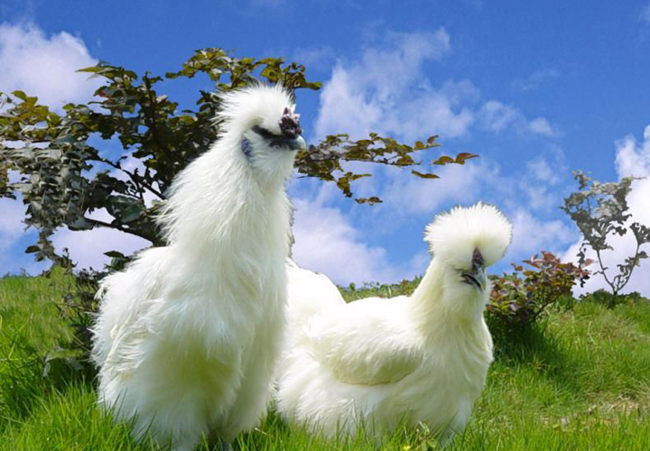 沉浸式养乌鸡,桃园里养乌鸡