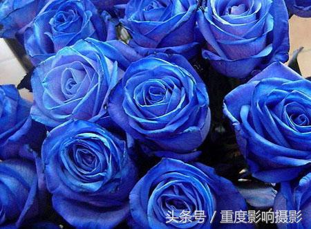 送你一束蓝色妖姬,送你一朵蓝色妖姬怎么回复