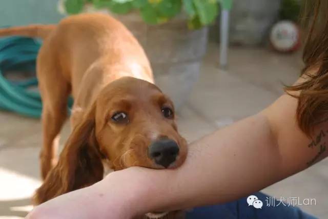 怎样才能教狗狗不乱咬人,怎样教狗狗摸它不咬人