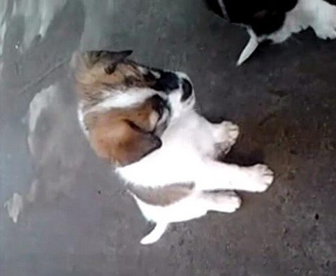 男子给小狗灌白酒,下一幕让人想说脏话!