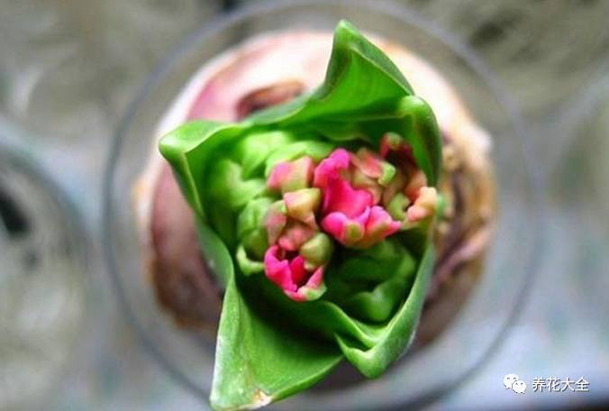 风信子的球茎烂了还能补救吗,风信子球上的新芽怎么处理