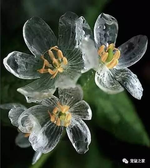 缇庨澶╀笅鍏荤敓澶у笀,缇庨澶╀笅棣欑尓