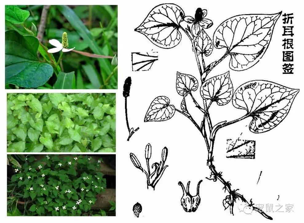 缇庨澶╀笅鍏荤敓澶у笀,缇庨澶╀笅棣欑尓