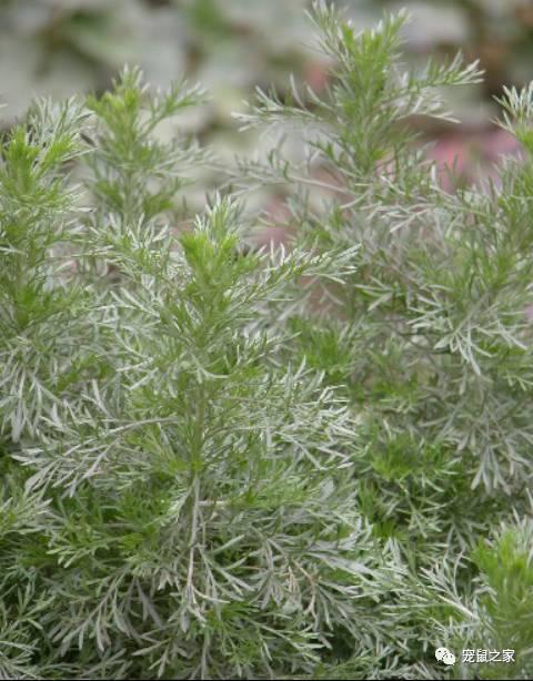 缇庨澶╀笅鍏荤敓澶у笀,缇庨澶╀笅棣欑尓