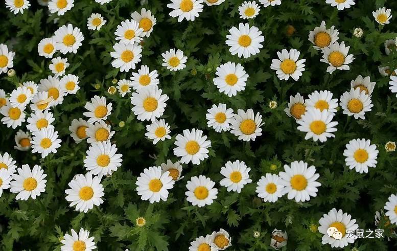 缇庨澶╀笅鍏荤敓澶у笀,缇庨澶╀笅棣欑尓