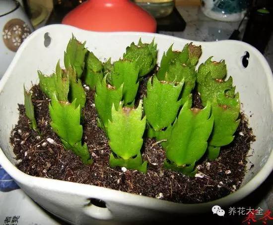 快死的花埋沙里能救活吗,快死的花