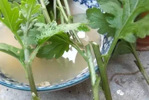 快死的花埋沙里能救活吗,快死的花