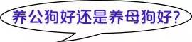 一梦谈狗：养一只公狗和养一只母狗的差距这么大你投票给谁？