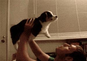 一梦谈狗：养一只公狗和养一只母狗的差距这么大你投票给谁？