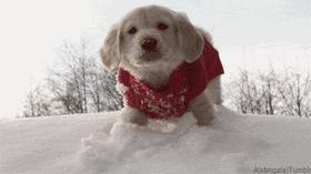 一梦谈狗：养一只公狗和养一只母狗的差距这么大你投票给谁？