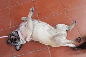 一梦谈狗：养一只公狗和养一只母狗的差距这么大你投票给谁？