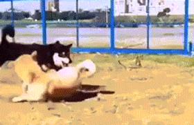 一梦谈狗：养一只公狗和养一只母狗的差距这么大你投票给谁？