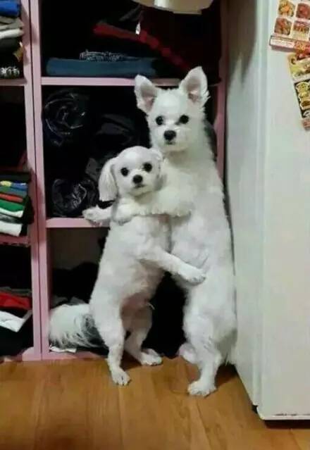 鍋氬畬鍧忎簨灏辫窇鐨勭嫍,鍋氫簡鍧忎簨瑁呭偦