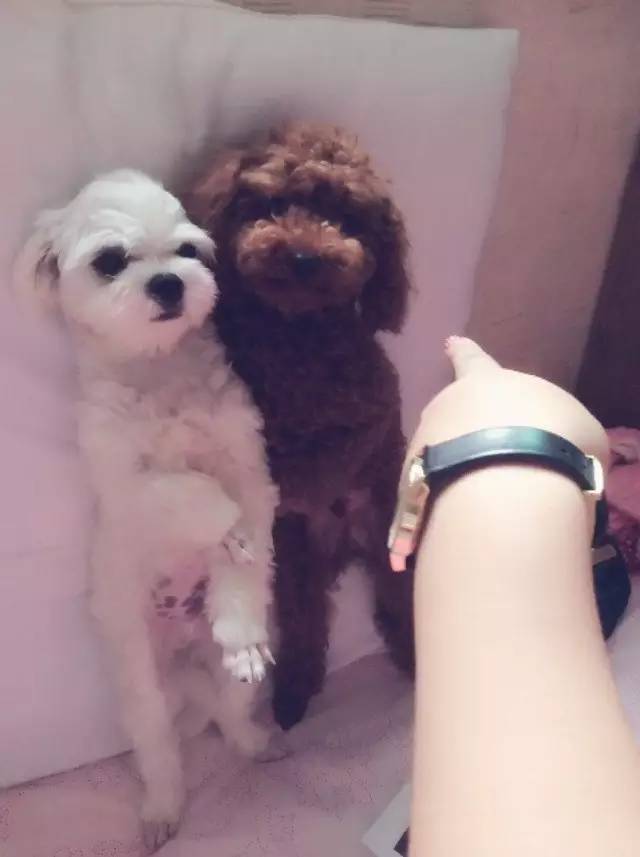 鍋氬畬鍧忎簨灏辫窇鐨勭嫍,鍋氫簡鍧忎簨瑁呭偦