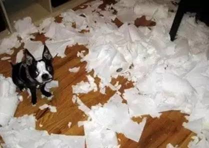 鍋氬畬鍧忎簨灏辫窇鐨勭嫍,鍋氫簡鍧忎簨瑁呭偦