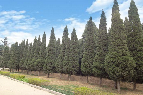 冬至了给你放个烟花,冬至我给你包饺子视频