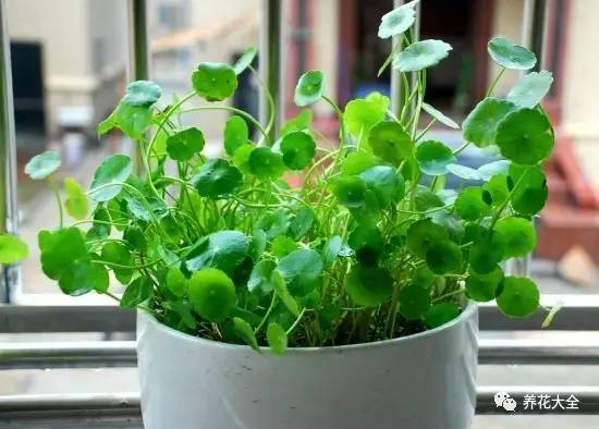 事业位置摆什么好招财,办公桌上摆什么招财助事业