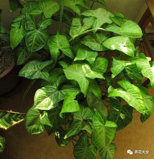 事业位置摆什么好招财,办公桌上摆什么招财助事业