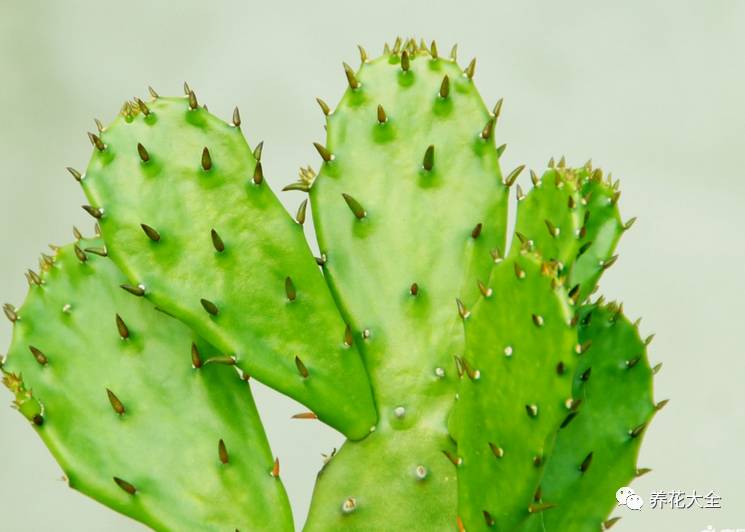 事业位置摆什么好招财,办公桌上摆什么招财助事业