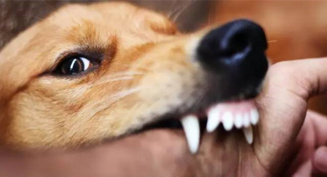 怎么样被狗咬伤有可能感染狂犬病,打狂犬疫苗能预防狂犬病发作吗