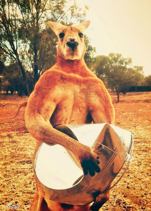 这是一个关于一群华人富婆，到澳洲买苦吃的故事