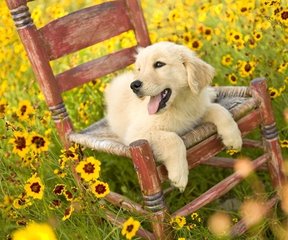 防止狗狗冬天生病的方法,冬天狗狗洗澡会感冒吗