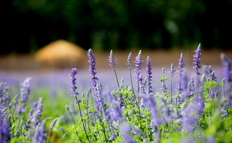 离这里最近的薰衣草庄园,中国最浪漫的地方薰衣草
