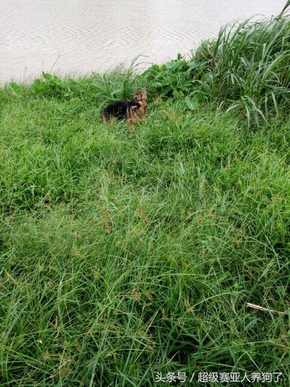 新手养德牧入门必备攻略,德牧的饲养和训练