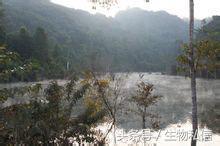 望天树的珍稀之处,望天树寓意