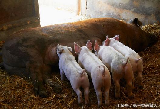 养猪技术教程猪仔,养猪技术视频小猪饲料