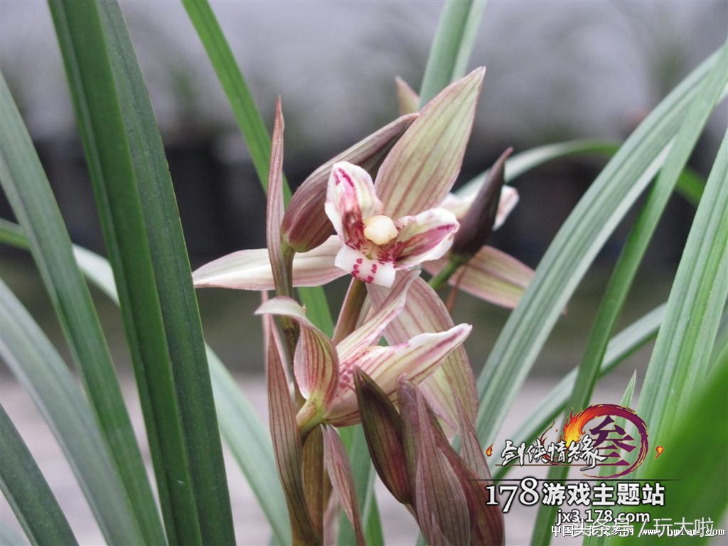 剑网三诸恶事件任务攻略,剑网3恶人谷和浩气盟大事件