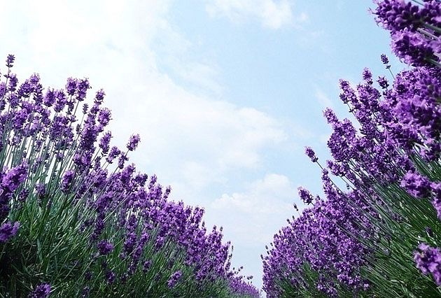 北京的薰衣草庄园门票,北京薰衣草庄园门头沟