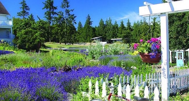 北京的薰衣草庄园门票,北京薰衣草庄园门头沟