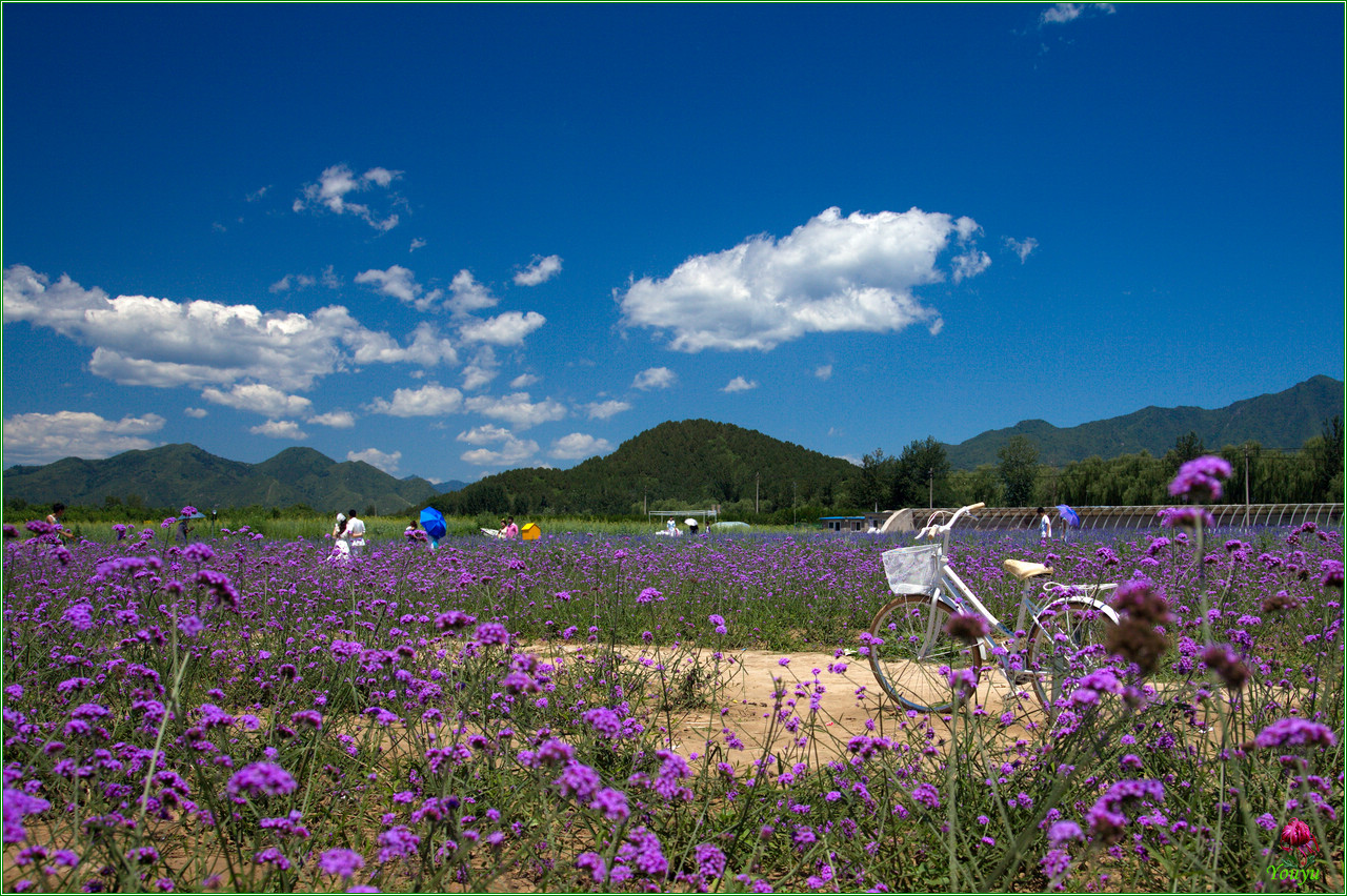 北京的薰衣草庄园门票,北京薰衣草庄园门头沟